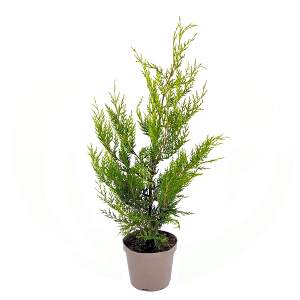 Leylandova cipresa 'Castlewellan Gold' (≈80 cm) - Cupressocyparis leylandii (v loncu) - slika 2