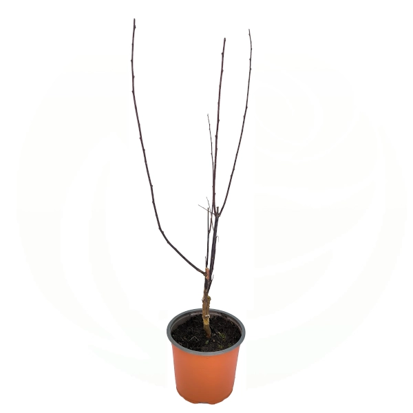 Japanska crvenolisna šljiva 'Nigra' - Prunus cerasifera (kontejner) - Slika 2