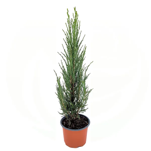 Brin 'Blue Arrow' - Juniperus scopulorum - slika 2