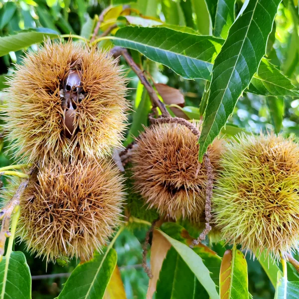 Kostanj (Castanea sativa) - slika 4