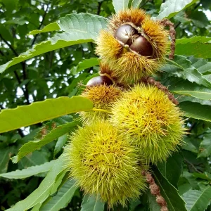 Kostanj (v loncu) - Castanea sativa