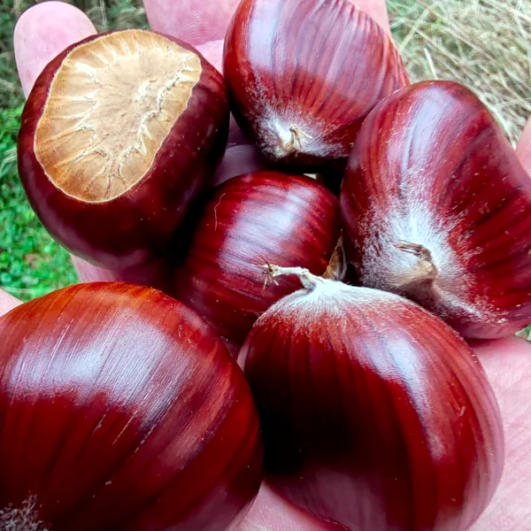 Kostanj (Castanea sativa) - slika 5