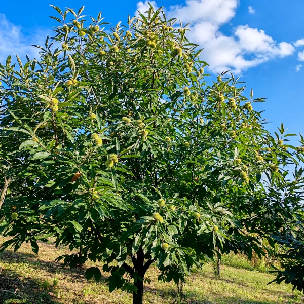 Kostanj (Castanea sativa) - slika 3