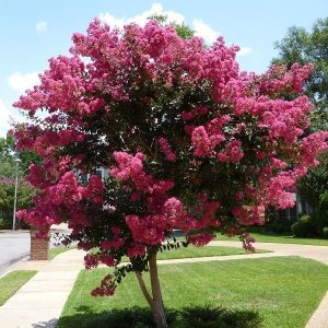 Indijska lagerstremija 'Sioux' (≈50 cm) - Lagerstroemia indica x fauriei (v loncu)