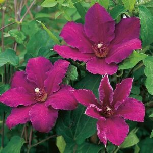 Clematis - ’Barbara Dibley’ (kontejner)