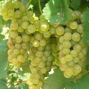 Sadnica vinove loze - ’Bianca’ ; kontejnirana sadnica