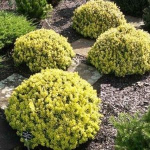 Žutika 'Tiny Gold' - Berberis thunberghii (kontejner)