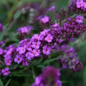 Budleja - 'Dark Pink' (Buddleja davidii)