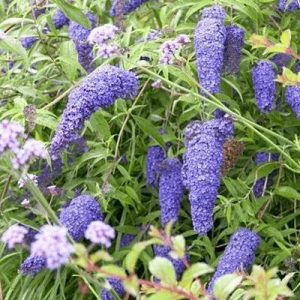 Budleja 'Nanho Blue' - Buddleja davidii (kontejner)