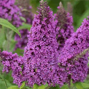 Budleja 'Peakeep' - Buddleja davidii (kontejner)