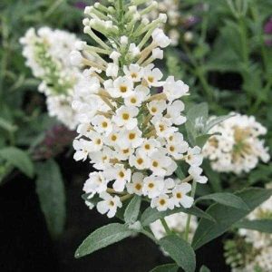 Budleja - 'Snow White' (Buddleja davidii)