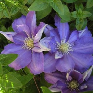 Clematis - ’Blue Explosion’ (kontejner)