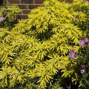 Meksička cvatuća naranča 'Gold Star' - Choisya ternata (kontejner)