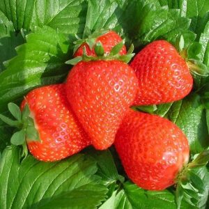 Jagoda - ’Clery’ (kontejner)