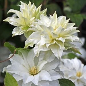 Clematis - ’First Love’ (kontejner)