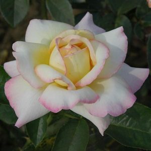 Ruža čajevka - Gloria Dei (kontejner)