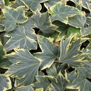 Bršljan ’ Yellow Ripple’ - Hedera helix (kontejner)