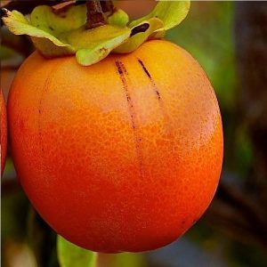 Kaki jabuka - Royo Brilliante