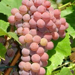 Sadnica vinove loze - ’Kalina Red’ ; kontejnirana sadnica