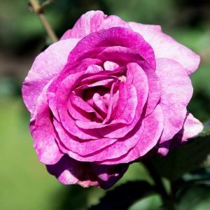 Ruža čajevka - Melody Parfume (kontejner)