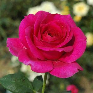 Ruža čajevka - Montezuma (kontejner)