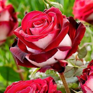 Ruža floribunda - Osiria (kontejner)