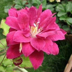 Clematis - ’Red Star’ (kontejner)