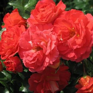 Ruža floribunda - Caribia (kontejner)