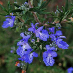 Ružmarin 'Corsican blue' (Rosmarinus officinalis)