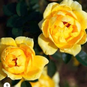 Ruža - Dorado (mini ruža)