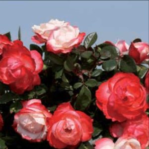 Ruža stablašica - Melrose