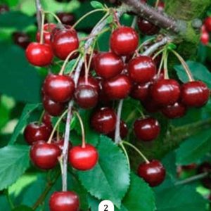 Višnja - Hajmanova Konzervna