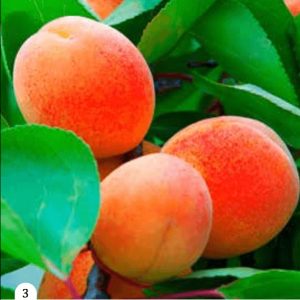 Marelica - Carmen Top