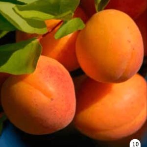 Marelica - Melitopoljska Rana