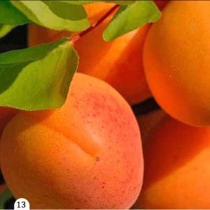 Marelica - Thyrinthos