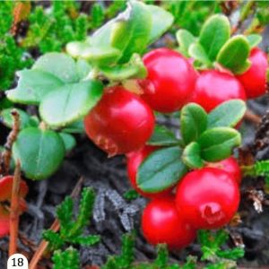 Američka brusnica - 'Koralle' (kontejner)