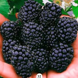 Kupina - 'Reuben' (kontejner)