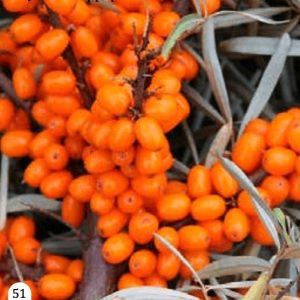 Vučji trn - 'Dorana' (kontejner)