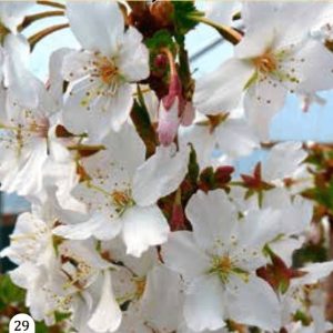 Ukrasna trešnja "Brilliant"- Prunus serrulata (kontejner)