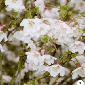 Ukrasna trešnja "Koju No Mai"- Prunus serrulata (kontejner)