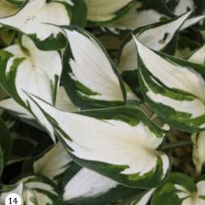 Hosta ’Fire and Ice’ - Hosta (kontejner)