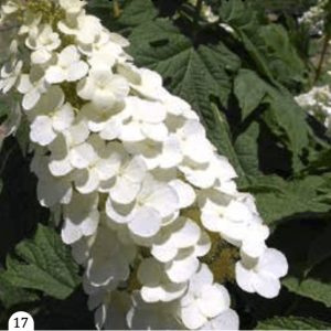 Hortenzija ’Applause’ - Hydrangea quercifolia (kontejner)