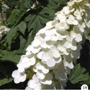 Hortenzija ’Burgundy’ - Hydrangea paniculata (kontejner)
