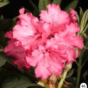 Rododendron "Andantino"- Rhododendron yak.