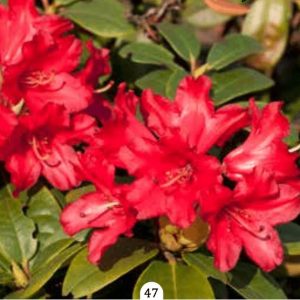 Rododendron "Bengal"- Rhododendron yak.