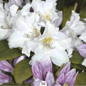 Rododendron "Eskimo"- Rhododendron yak.