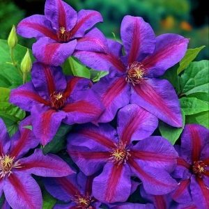 Klematis - ’Mrs. N. Thompson’ (kontejner)