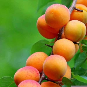 Marelica - Cegledy Arany