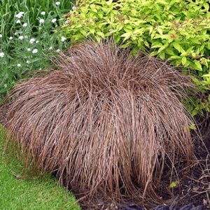 Japanska trava "Bronze"- Carex comans (kontejner)
