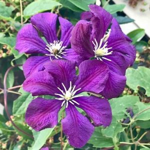 Klematis - ’Purpurea’ (kontejner)